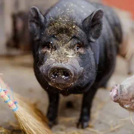 Am Hof 1 Hébergement de vacances *
