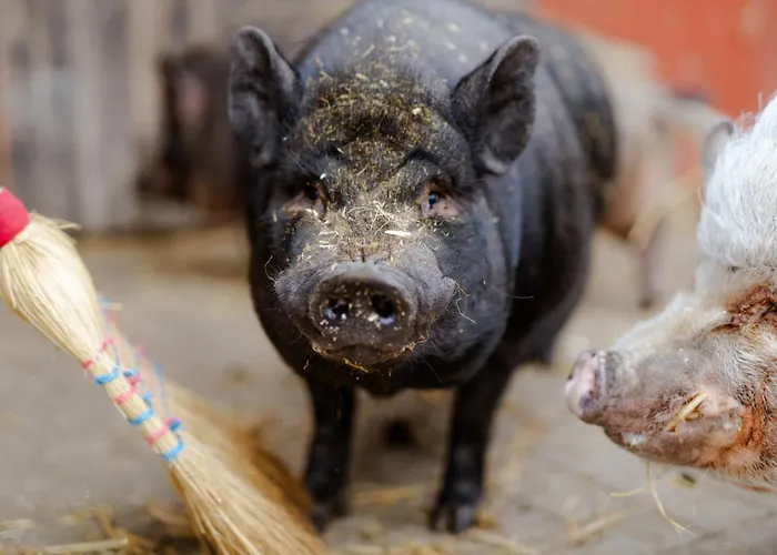 Am Hof 1 Casa de Férias *