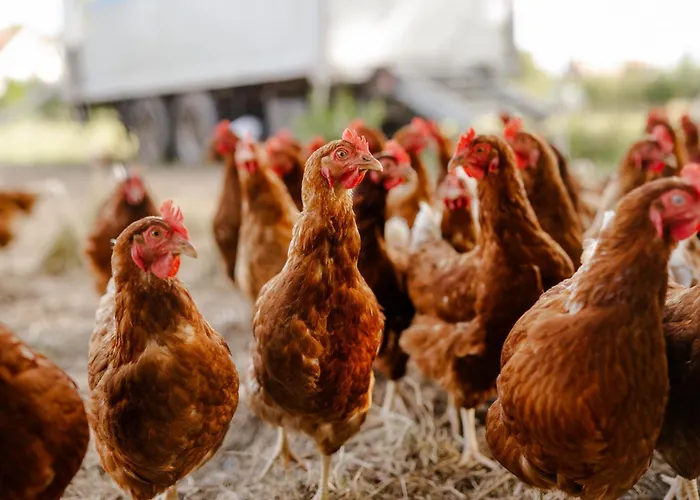 Casa de Férias Am Hof 1 *